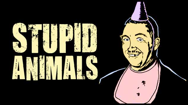 Stupid Animals